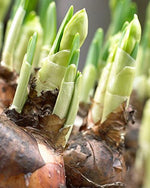 Paperwhite Bulbs, Indoor Narcissus: Narcissus Tazetta, ALREADY SPROUTING (5)