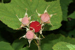 Thimbleberry Bush Seeds for Planting (50 Seeds) - Rubus parviflorus