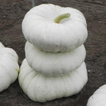 White Flat Stacker Pumpkin Seeds for Planting (10 Seeds)