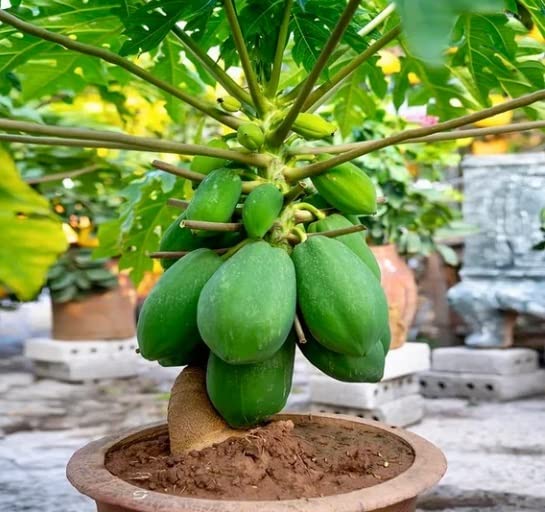 Papaya Tree Seeds for Planting - 5 Seeds - Carica Papaya "Honeydew" - Great for Bonsai or Patio Plant -