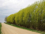 5 Thin Hybrid Willow Tree Cuttings. Pencil Size or Smaller. Grow 5 Trees