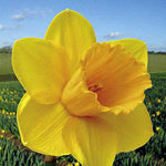 Yellow Daffodil Flower Bulbs 50 Daffodil Bulbs for Fall Planting Spring Wild