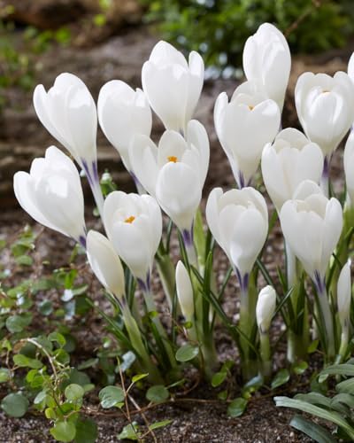 Ice Queen White Crocus Bulbs for Planting - Stunning White Blooms Usher is The Prosperous Season to Come
