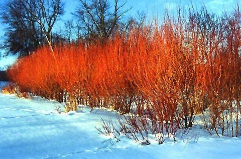 One Flame Willow Tree - Vibrant Orange and Red Colored Bark - Unique and Rare Exotic Plant