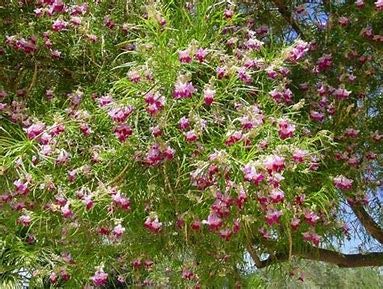 Desert Willow, Chilopsis Linearis, Tree/shrub 30 Seeds (Showy Flowers)