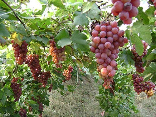 10 Red Concord Grape Seeds - Grow Grape Vines for Wine Making, Fruit Dessert - Made in USA, Ships from Iowa.