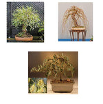 Bonsai Willow Tree Bundle - 3 Large Trunk Bonsai Tree Cuts - Get one Each Golden Curls, Globe, Green Weeping - Ready to Plant - Indoor/Outdoor Bonsai Tree's