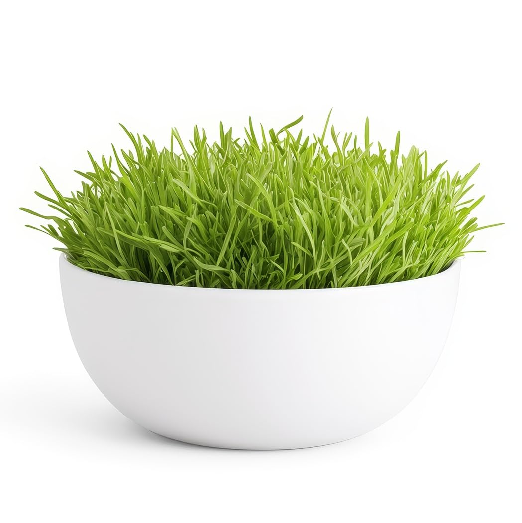 Grass in a Tray Desktop Bonsai Kit - All in One Kit for 3 Plus Grows - Grows Fast and Brings Tranquality