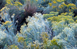 100 Rubber Rabbitbrush Seeds for Planting - Hardy Perennial