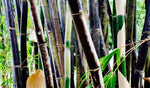 200+ Fresh Black Bamboo Seeds for Planting | Great for Privacy, Fast Growing