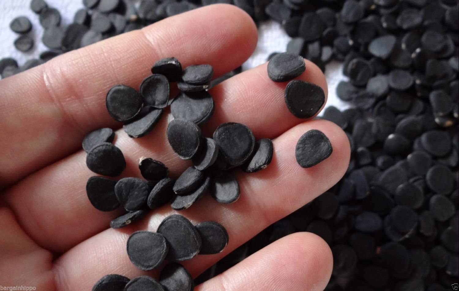 Joshua Tree Bonsai Seeds - 10 Seeds to Grow - Highly Prized Joshua Tree - Made in USA, Ships from Iowa