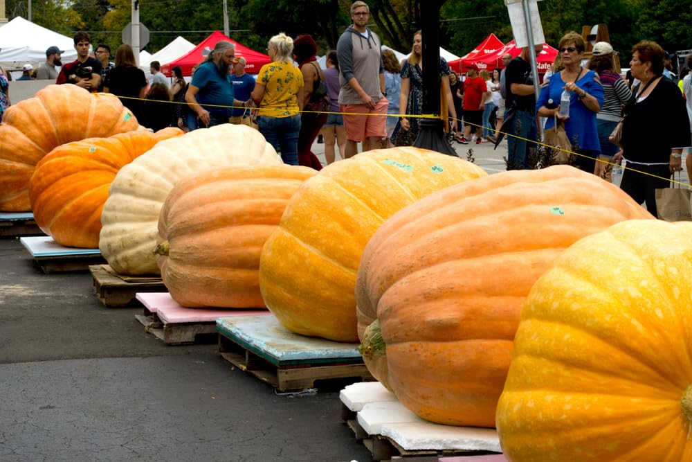 Dill's Atlantic Giant Pumpkin Seeds (10 Seeds) - These are The Record Breaking Pumpkins!