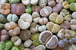 Lesliei Living Stones 25 Mixed Color Seeds - Ships from Iowa, USA