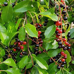 Black Cherry Tree Seedlings for Planting - No Ship to California