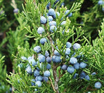 Eastern Red cedar, Juniperus virginiana, Tree Seeds (Hardy Fragrant Evergreen) (30)