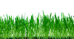 10 Lbs No-Till Winter Rye Cover Crop Seeds - Non-GMO Rye - Deer & Turkey Food Plot Seed - Winter Hardy Cover Crop