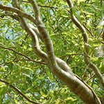 2 Green Curly Willow Trees - Live Tree Cuttings - Branches and Leaves Curl Very Distinctly Grow 2 Green Curly Willow Trees