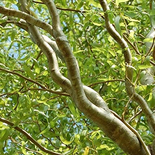 2 Green Curly Willow Trees - Live Tree Cuttings - Branches and Leaves Curl Very Distinctly Grow 2 Green Curly Willow Trees