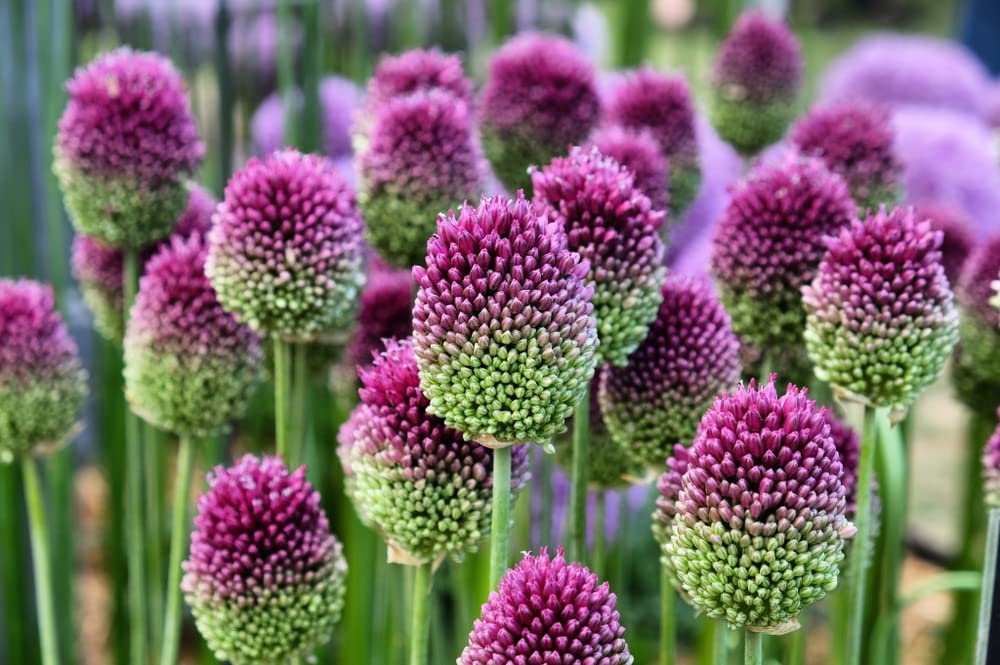 Drumstick Allium Bulbs - Easy to Grow Pennial Flowers, Deer Resistant - Ships from Iowa, USA