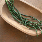 Python Yard Long Bean Seeds for Planting (20 Seeds)