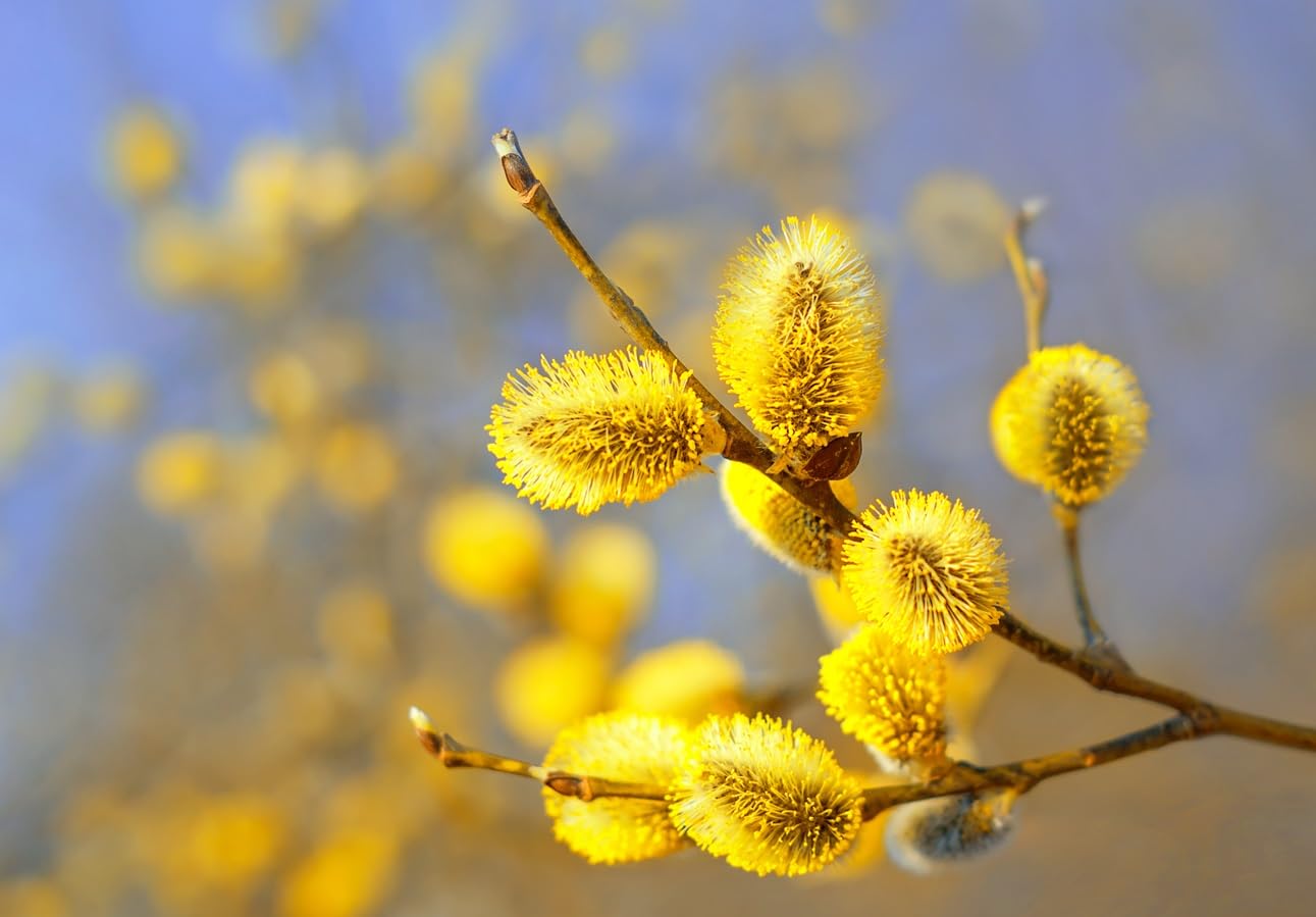Gold Pussy Willow Tree Cuttings to Plant - Grow Stunning Weeping Catskin Willow Trees