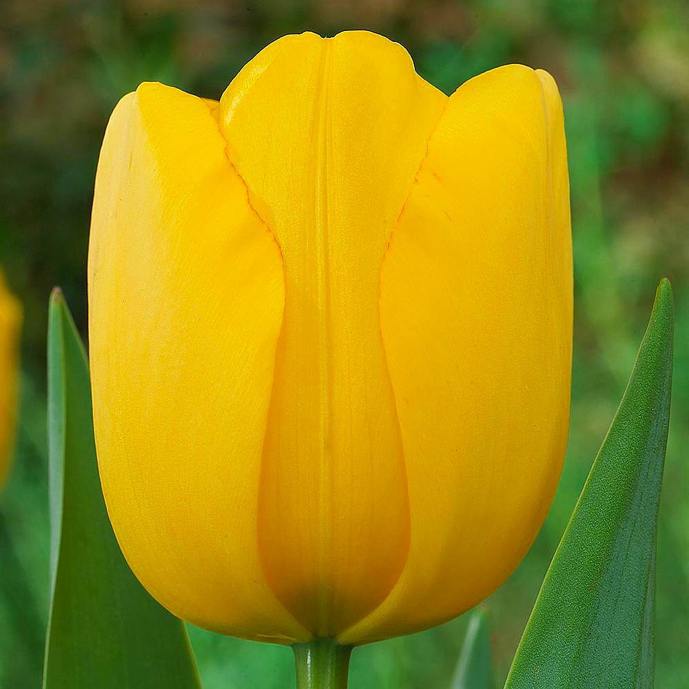 Darwin Hybrid Tulip Golden Parade 25 Bulbs - 12/+ cm Bulbs