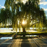 Golden Weeping Willow Tree - Ready to Plant - Live Plant - Memorial Gift - Beautiful Arching Canopy