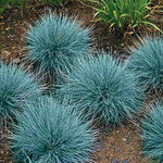 Blue Fescue Sé?ds, Ornamental Grass Sé?ds, Beautiful Blue-Green Perennial 100Ct