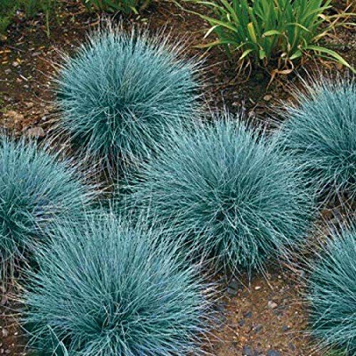 Blue Fescue Sé?ds, Ornamental Grass Sé?ds, Beautiful Blue-Green Perennial 100Ct