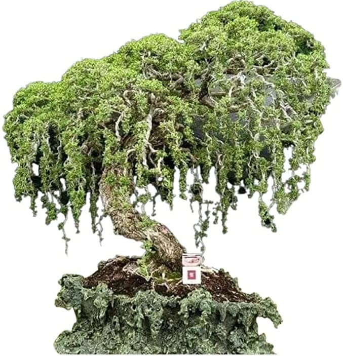 bonsai green weeping willow tree Australian Willow Bonsai Trees Fresh Cutting