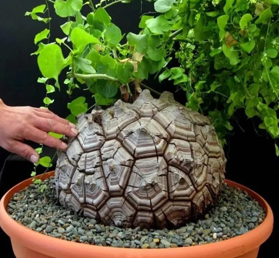 Elephant Foot Plant Seeds for Planting (10 Seeds) - Dioscorea elephantipes