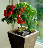 Bonsai Tiny Tim Tomato Seeds - 50+ Seeds - Grow Indoor Exotic Edible Bonsai Vegetables - Made in USA. Ships from Iowa