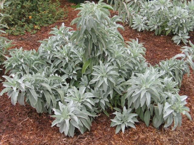 White Sage Seeds to Grow - 100 Seeds - Indoor Outdoor Herb Sage - Salvia apiana