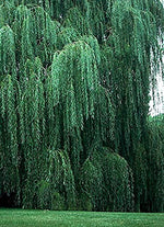 2 Bright Green Weeping Willow Cuttings, Grow 2 Trees - Wisconsin Weeping Willow Root Stock -