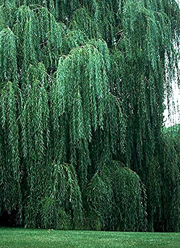 2 Bright Green Weeping Willow Cuttings, Grow 2 Trees - Wisconsin Weeping Willow Root Stock -