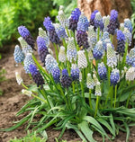 Mixed Color Muscari Bulbs for Planting - Easy to Grow