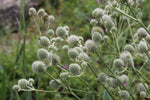 25 White Glitter Sea Holly Seeds - Eryngium Flower Seeds