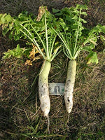 Crust Buster Radish Seeds - 100+ Seeds - Cover Crop Radishes - Natures Plow