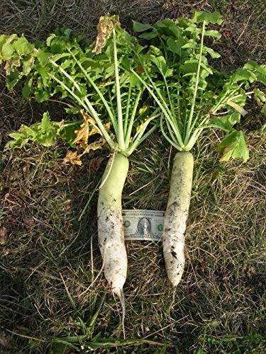 Crust Buster Radish Seeds - 100+ Seeds - Cover Crop Radishes - Natures Plow