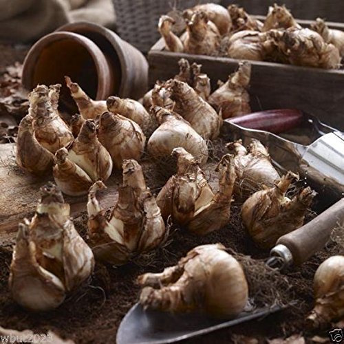 Daffodil, Narcissus Double Mix, (10 Bulbs) Top Size 14/16 cm.Now Shipping !