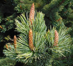 Bristlecone Pine Tree Seeds for Planting (30 Seeds) - Pinus aristata - Prized for Bonsai