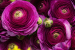 Purple Ranunculus Bulbs for Planting - (10 Bulbs)