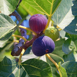 1 Chicago Cold Hardy Fig Seedling for Planting - Grow Delicious Fig Plants