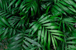 10 Parlor Palm Tree Seeds for Planting - Chamaedorea elegans