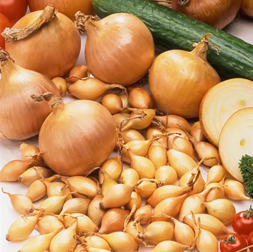 Yellow Onion Sets for Planting - Easy to Grow Garden Vegetables - by The Pound