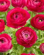 Pink Ranunculus Bulbs for Planting - Stunning Color and Long Lasting Blooms, Easy to Grow