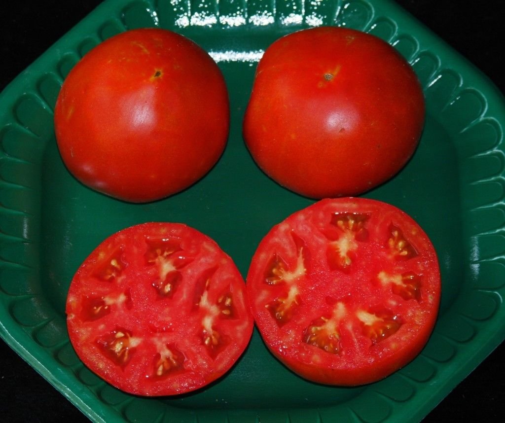 Celebrity Hybrid Tomato seedsbulk 50 pkt. Heavy producercompact Plant