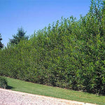 One Huge 5 Foot Tall Hybrid Willow Cutting