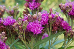 Common Ironweed Seeds - Deep Purple-red Wildflowers Glow in Late Summer Wow(100 - Seeds)