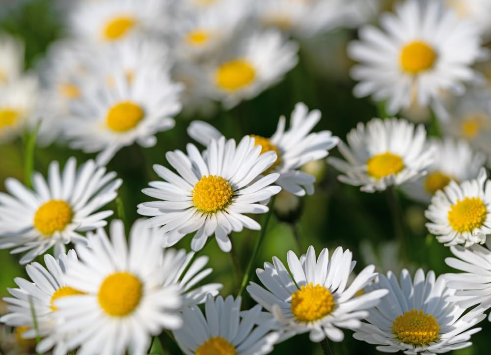Daisy Wildflower Plants for Planting- Healthy Rootstock, Beautiful Wildflower Rootstock, Not Seeds